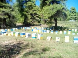 56157742 653115111791359 230366429256351744 n